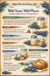 Juniper Berry Sourdough Starter