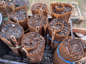 Card Board Seed Snail